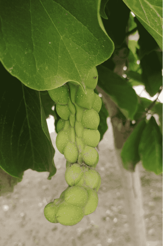 image-20230715091016509